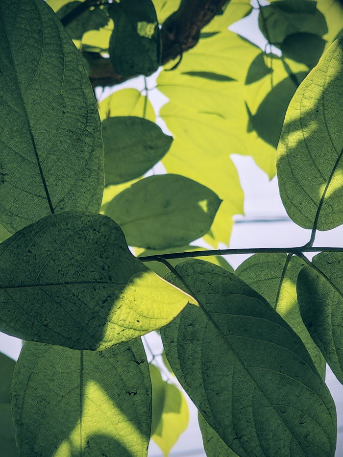 Vibrant green leaves with sunlight casting natural shadows, creating a serene outdoor scene.